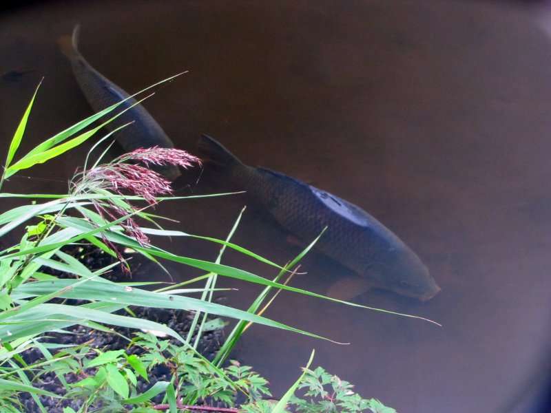 Carp Anatomy – by the Water’s Edge, Quiet Please!