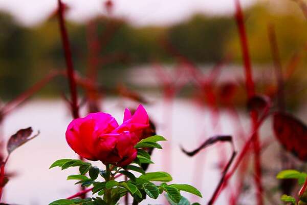 In November was deze roos nog in bloei departement Mayenne in Frankrijk