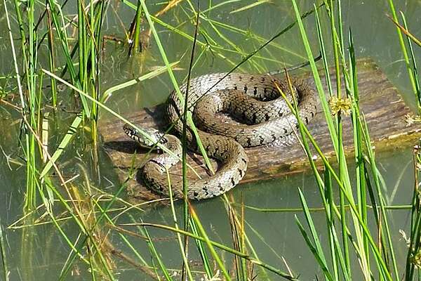Mijn “buurman” de Ringslang