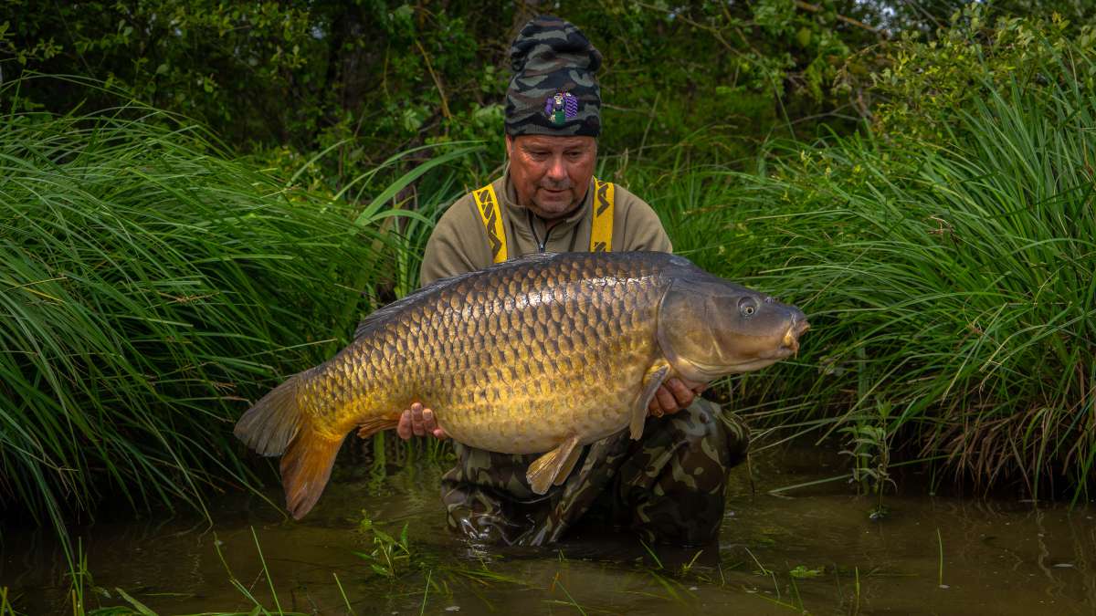 Common Carp Chateau Lake Poiteviniere Carp Chateau Poiteviniere