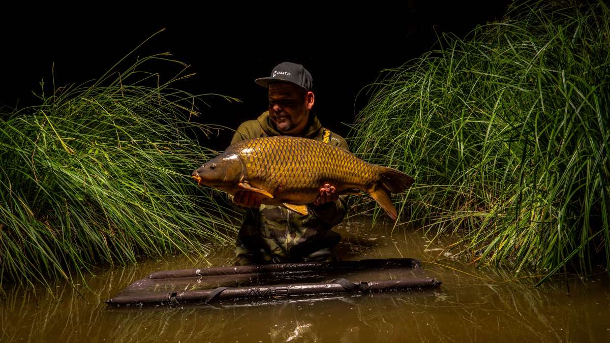 Common Carp Chateau Lake Poiteviniere Common Chateau Poiteviniere