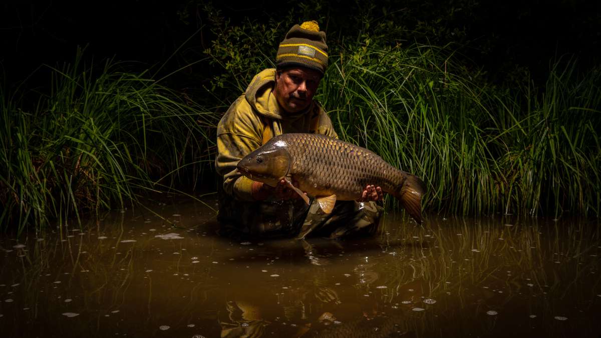 Common Carp Chateau Lake Poiteviniere Common Carp Lake