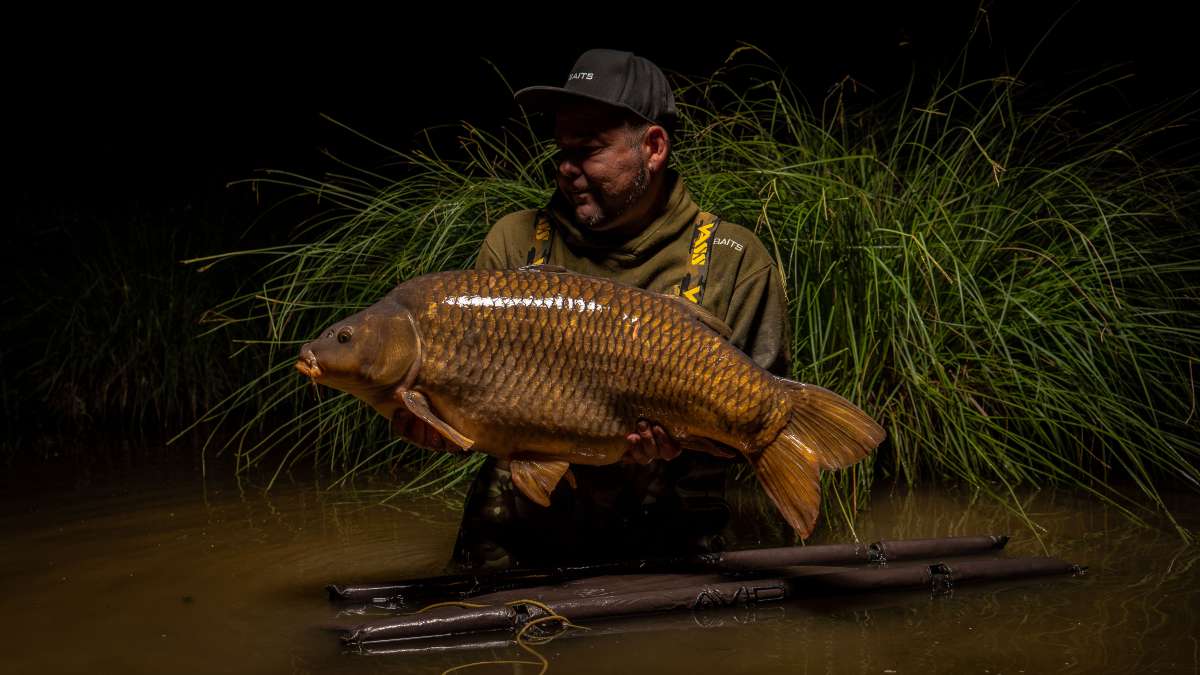 Common Carp Chateau Lake Poiteviniere Chateau Poiteviniere 4