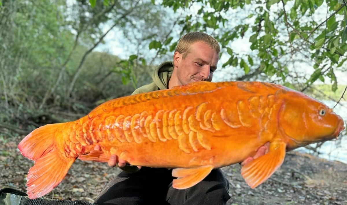 Etang De La Poiteviniere Koi Etang La Carp