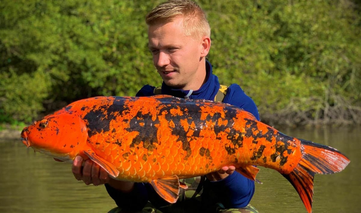 Etang De La Poiteviniere Koi De Koi 3