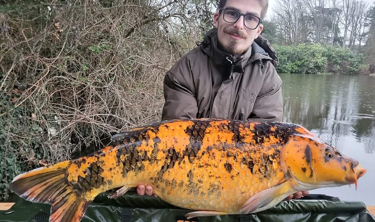 Etang De La Poiteviniere Koi La Poiteviniere Koi