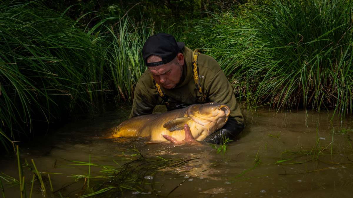 Mirror Carp Chateau Lake Poiteviniere Mirror Carp Lake