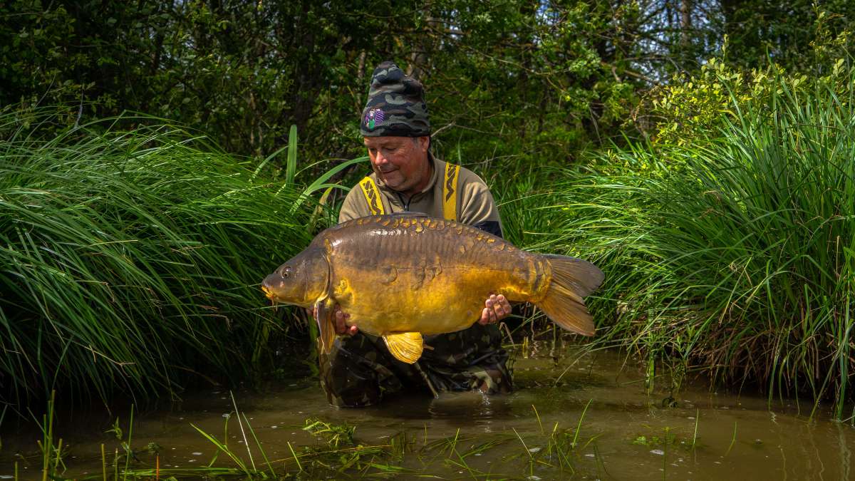 Mirror Carp Chateau Lake Poiteviniere Mirror Carp Poiteviniere