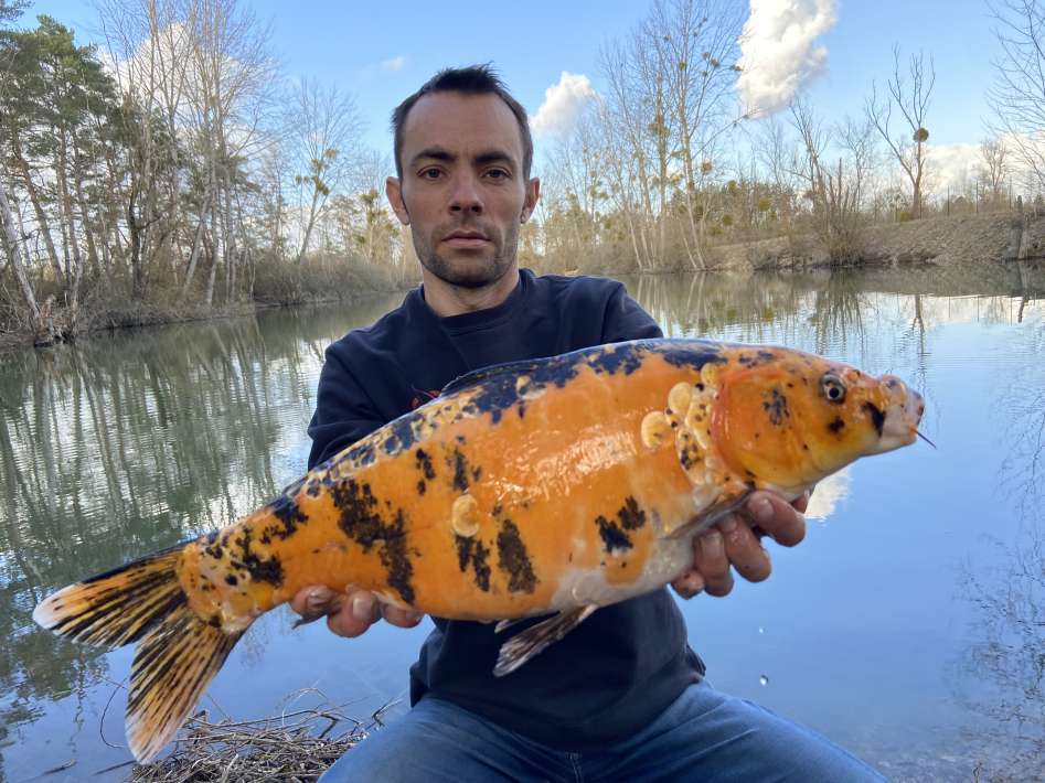 Lanodonte Karpervissen Noord Frankrijk 4 Lanodonte Karpervissen 4