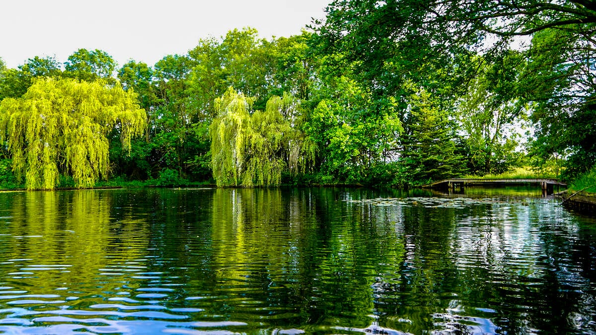 Carp Lake Rosmalen Sfeerfoto 2 Lake Sfeerfoto 2
