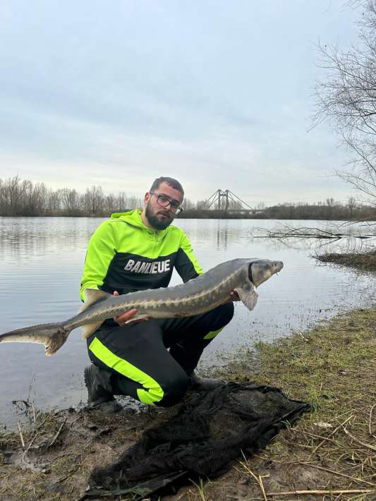 Karperdroom Extreme Steur In Nederland Steur In 1