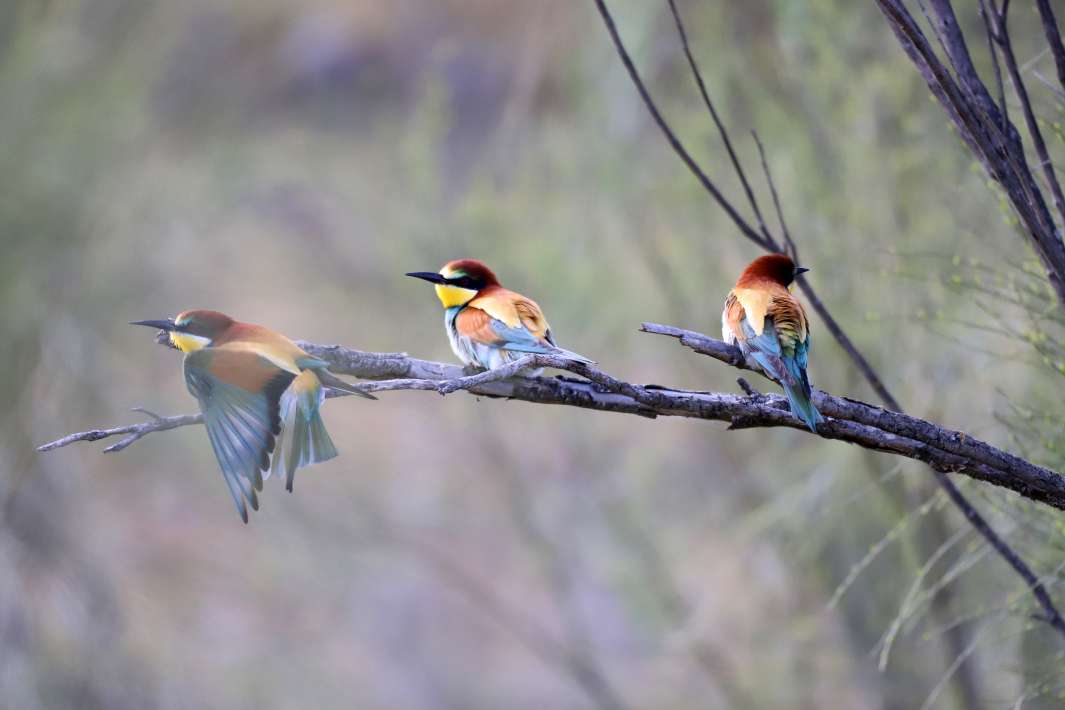 Bienenfresser Bienenfresser